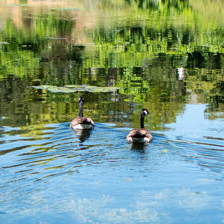 Geese in rippling water