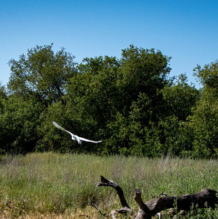 Unknown bird in flight